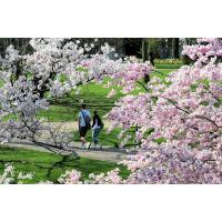 2340_5803 Ein Pärchen geht im Frühling unter blühenden Kirschbäumen spazieren. | Fruehlingsfotos aus der Hansestadt Hamburg; Vol. 2